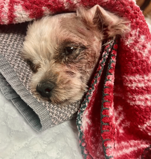 Dog snatched by coyote found alive hours later: ‘It’s a miracle..v