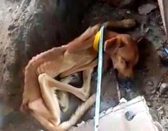 A Heartbreaking Rescue: The Abandoned Dog Who Still Believed in Humans