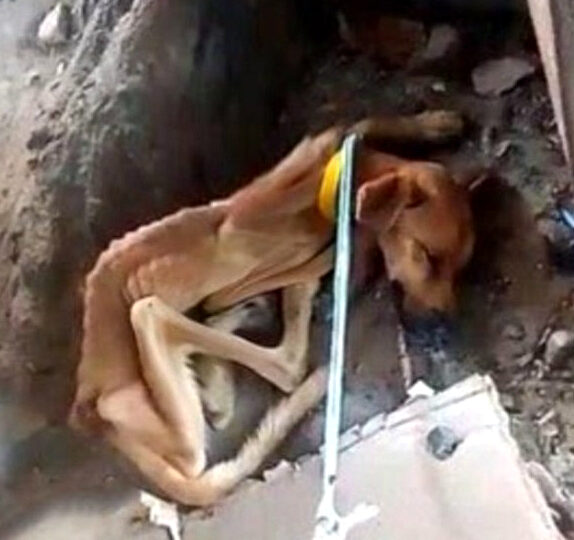 A Heartbreaking Rescue: The Abandoned Dog Who Still Believed in Humans