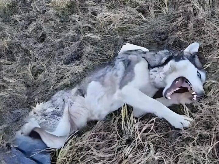 Maya’s Fight for Life: The Incredible Rescue of a Dog Left Broken Beside the Tracks