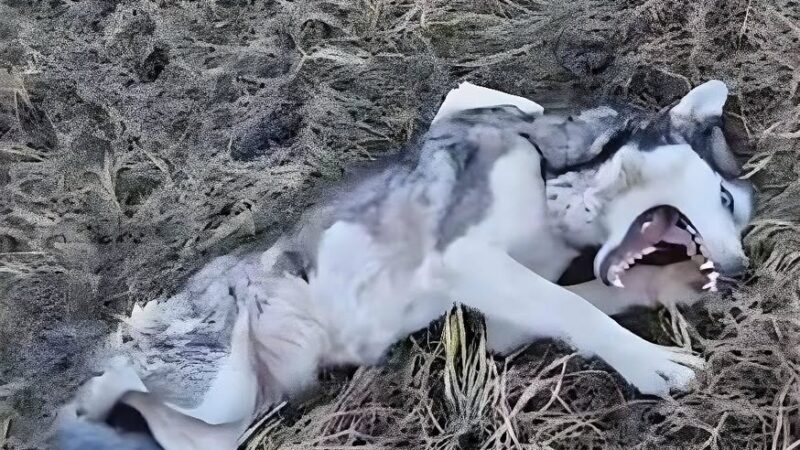 Maya’s Fight for Life: The Incredible Rescue of a Dog Left Broken Beside the Tracks