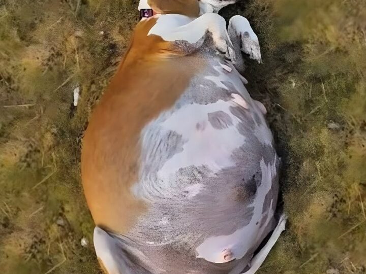 Nona’s Last Hope: The Heartbreaking Journey of a Pregnant Beagle Fighting for Life