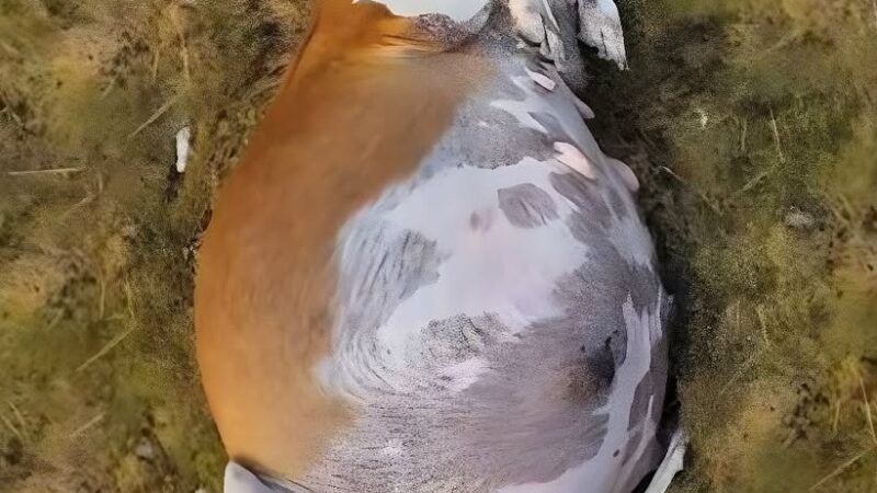 Nona’s Last Hope: The Heartbreaking Journey of a Pregnant Beagle Fighting for Life