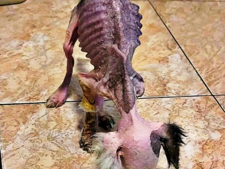 A Tiny Life on the Edge of Survival: The Heartbreaking Rescue of a Puppy Left to Die