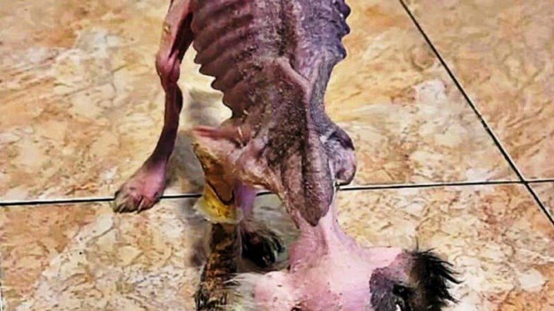 A Tiny Life on the Edge of Survival: The Heartbreaking Rescue of a Puppy Left to Die