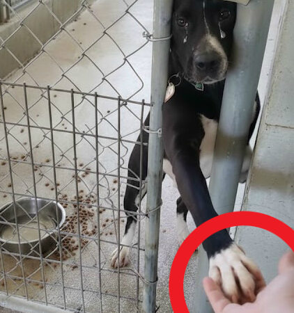 The Dog Who Reached Through the Bars: A Gentle Touch That Changed Everything