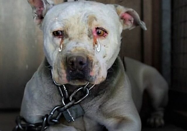 Heartbreaking Chains to Healing Hands: The Remarkable Rescue Journey of Violet