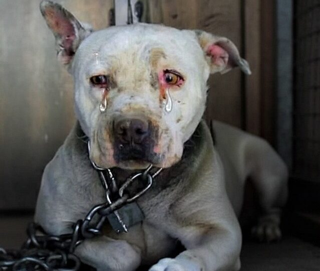 Heartbreaking Chains to Healing Hands: The Remarkable Rescue Journey of Violet