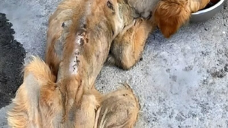 From Collapse to Courage: The Incredible Journey of a Dying Dog Who Chose to Live