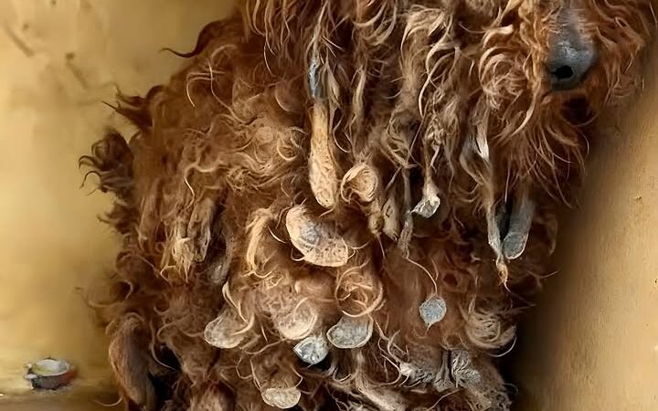 A Fragile Mother’s Last Hope: The Emotional Rescue Story of Lucky