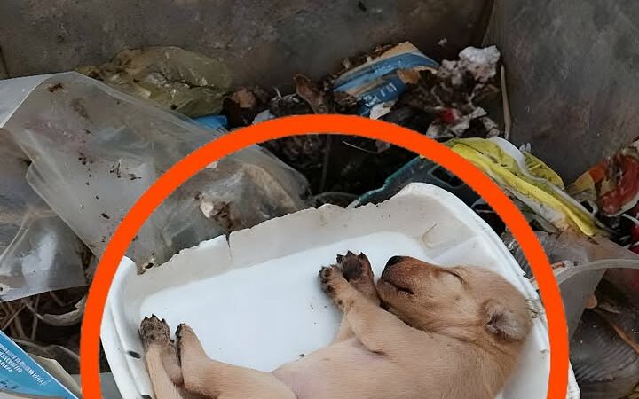 A Miracle in the Shadows: The Little Girl Who Saved a Life the World Forgot