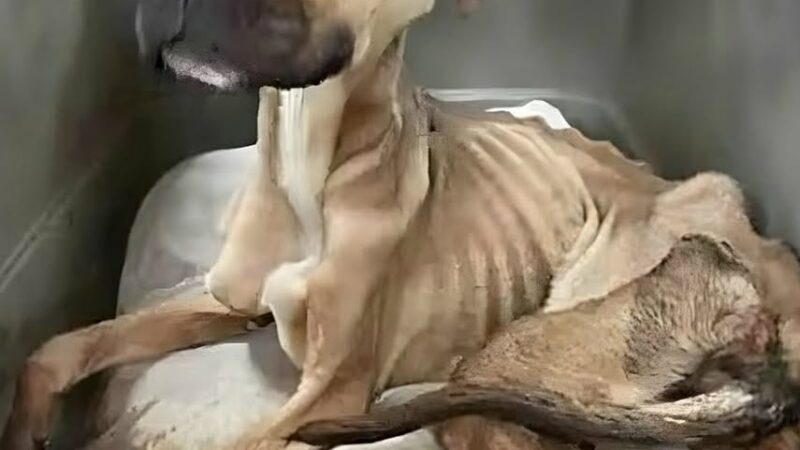 A Fragile Life on the Edge — and the Unbelievable Moment That Changed Everything