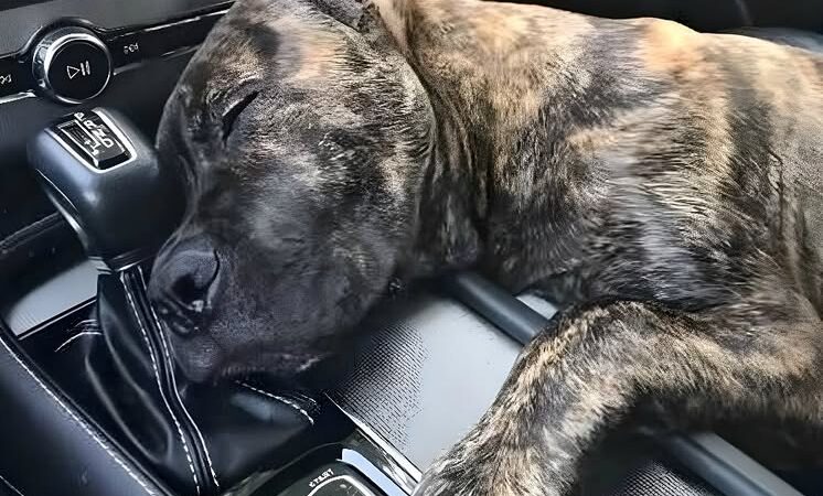 The Silent Plea of a Forgotten Dog: A Rescue Story That Captured Every Heart