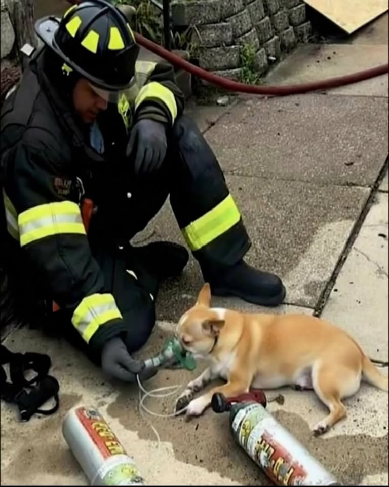 Risking Everything for a Life That Deserved a Second Chance