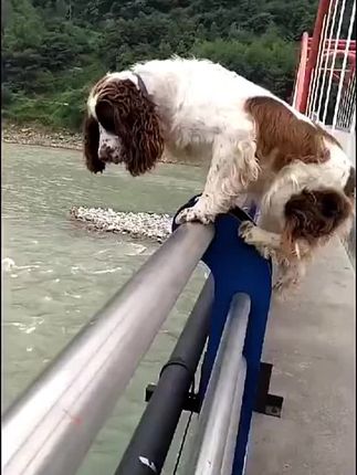 Brave Dog Leaps From Bridge to Save Drowning Man in Dramatic River Rescue