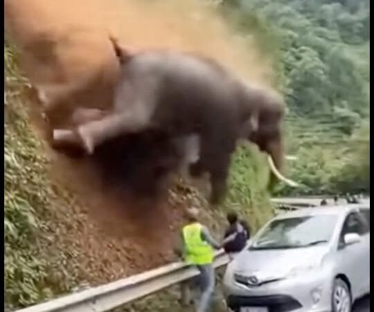 Mountain Collapses Before Rescue Teams Can Save Stranded Elephant Herd