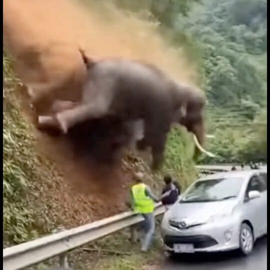 Mountain Collapses Before Rescue Teams Can Save Stranded Elephant Herd