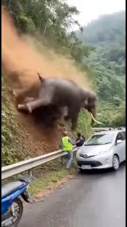 Mountain Collapses Before Rescue Teams Can Save Stranded Elephant Herd