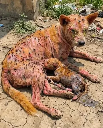 From Collecting Trash to Saving Lives: Poor Elderly Woman Rescues Sick Mother Dog and Puppy on a Lonely Beach