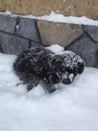 A Fragile Life in the Snow: The Urgent Rescue of a Lost Puppy Battling Freezing Winter Nights