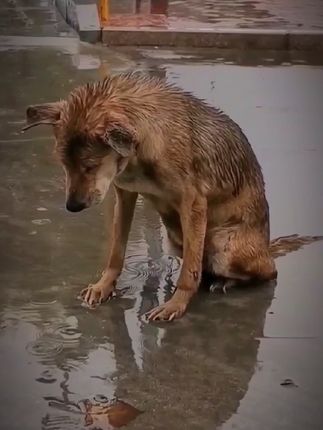 Abandoned in the Rain: Injured Dog’s Silent Cry for Help Sparks Emotional Rescue and Hope