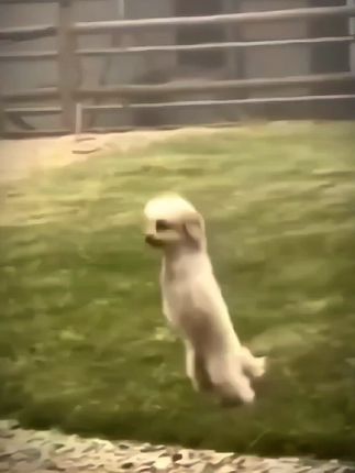 Falling, Rising, and Refusing to Quit: The Heartbreaking Yet Inspiring Journey of a Disabled Puppy Determined to Climb the Stairs