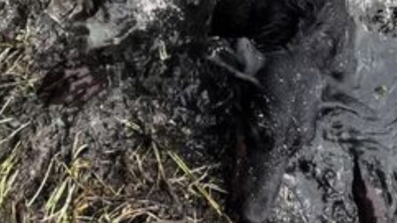 Thrown Away but Not Forgotten: The Shocking Rescue of a Disabled Doberman That Touched Thousands