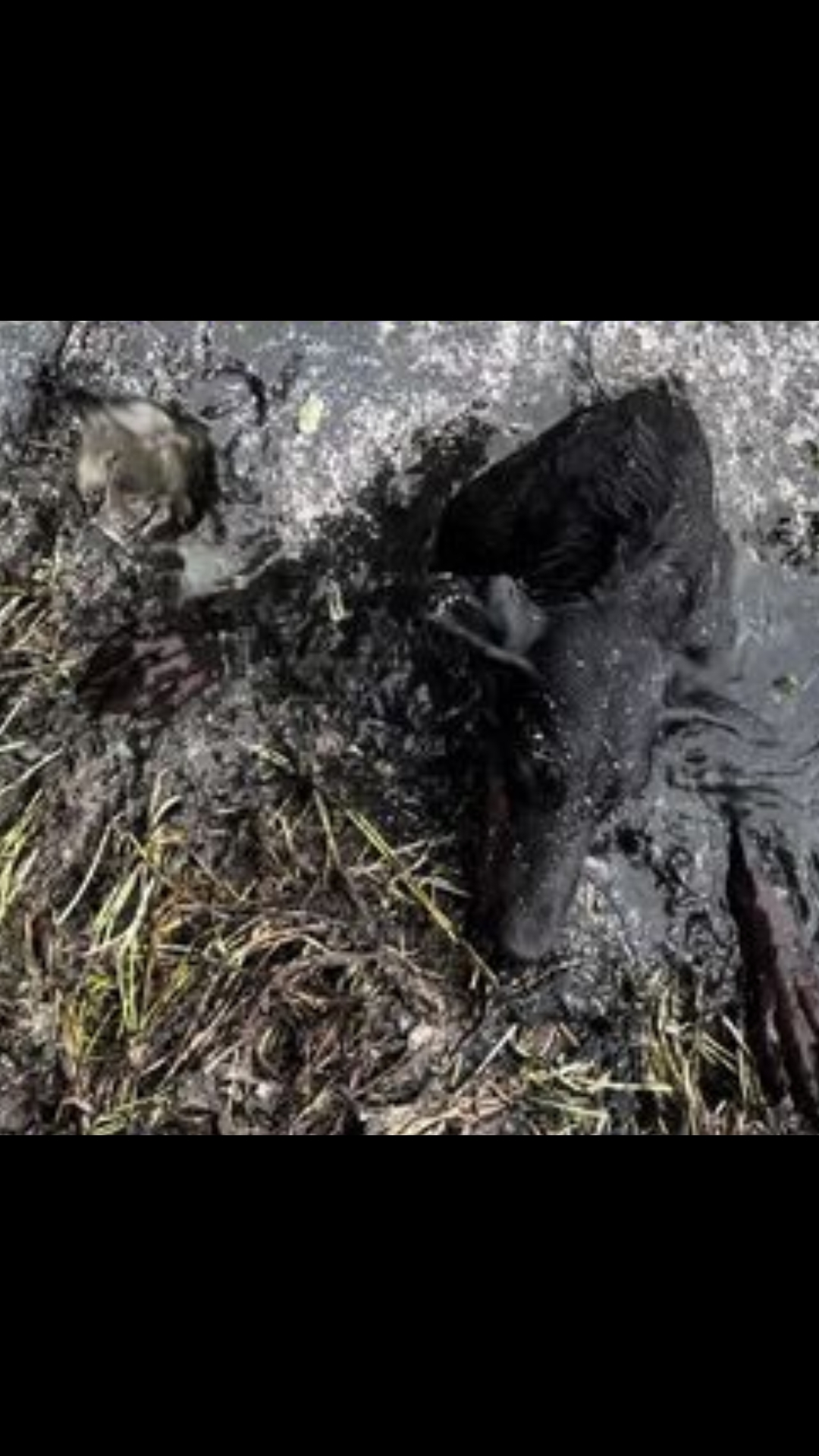 Thrown Away but Not Forgotten: The Shocking Rescue of a Disabled Doberman That Touched Thousands