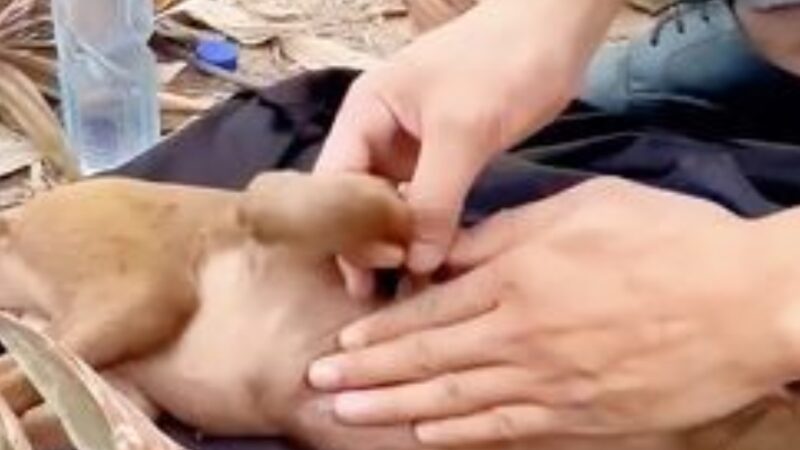 A Stranger’s Kindness Saves a Life: The Heartwarming Rescue of a Helpless Stray Dog