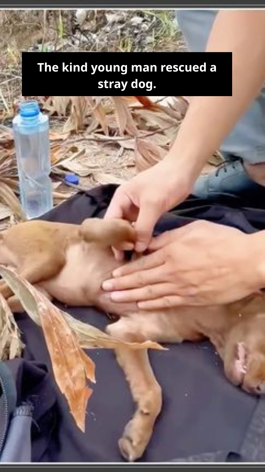 A Stranger’s Kindness Saves a Life: The Heartwarming Rescue of a Helpless Stray Dog