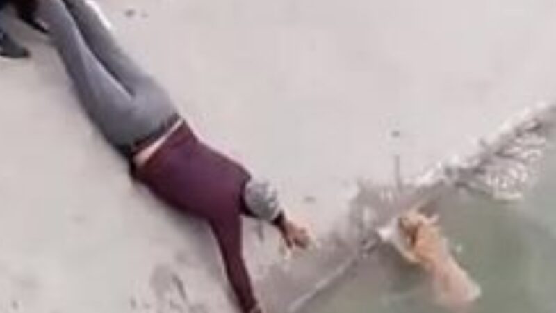 Heart-Stopping Rescue: Strangers Unite to Pull Drowning Dog to Safety
