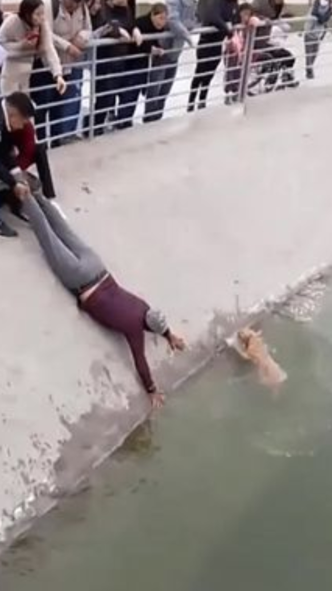Heart-Stopping Rescue: Strangers Unite to Pull Drowning Dog to Safety
