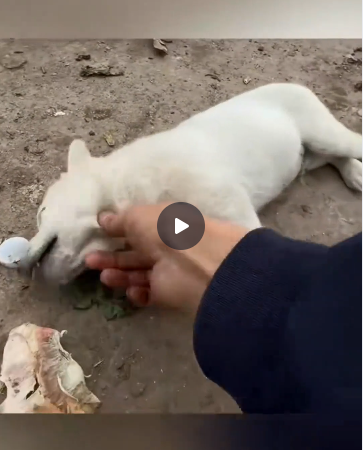 From the Brink of Death to a Second Chance: Four Dying Puppies Rescued from a Landfill Find Loving Homes