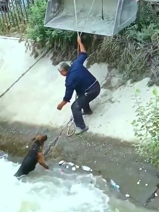 Braving the Flood: Man Risks Everything to Save Trapped Dog, Touching Hearts Worldwide
