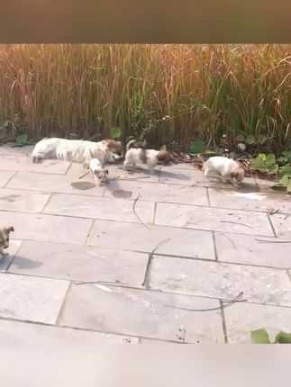 A Mother’s Silent Cry: The Emotional Rescue of an Unconscious Dog and Her Helpless Puppies