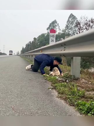 Silenced and Bound by Cruelty: The Shocking Roadside Discovery of Two Puppies Who Found Hope Again
