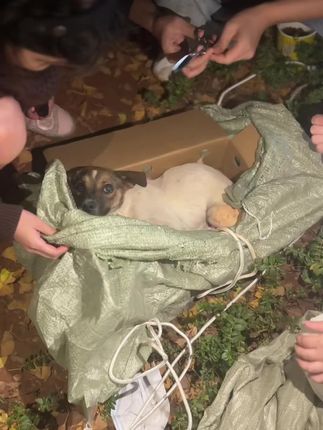 From Darkness to Hope: The Shocking Rescue of a Puppy Trapped in a Sack Sparks Outrage and Compassion