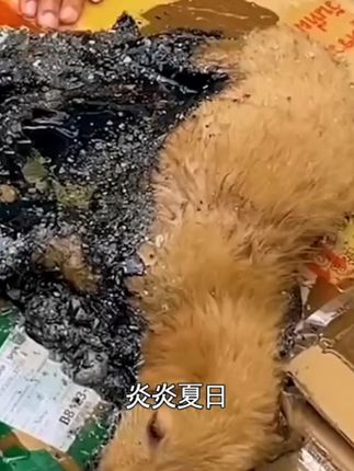 Terrifying Scene on the Asphalt: Golden Dog Fights for Life as Emergency Rescuers Rush In