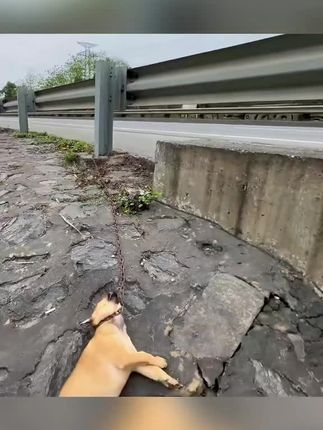 Left to Die by the Roadside: The Heartbreaking Rescue of a Chained Dog Fighting for His Last Breath