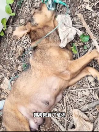 A Hero’s Compassion: Man Rescues Starving Mother Dog and Her Helpless Puppies in a Heart-Stirring Act of Kindness