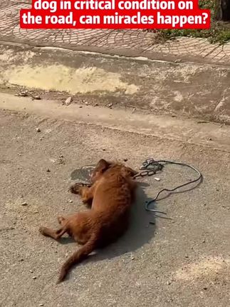 Chained and Wounded: The Emotional Rescue of a Street Dog That Refused to Give Up