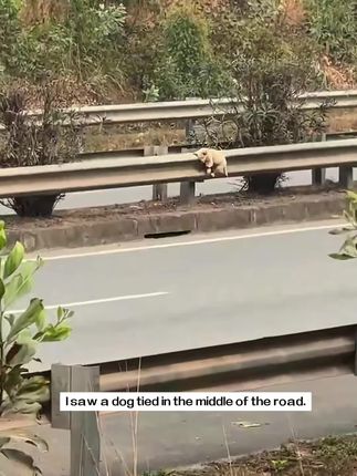 Chained to the Edge of Survival: A Tiny Dog’s Highway Rescue That Touched Thousands