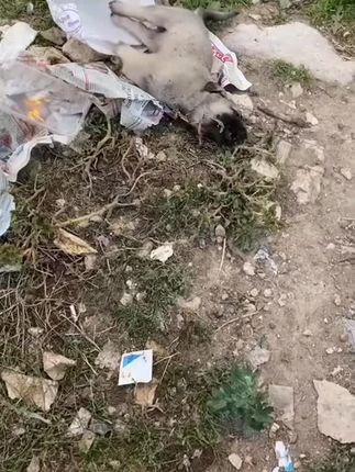 A Tiny Life Saved at the Roadside: The Emotional Rescue of a Dying Puppy That Touched Hearts