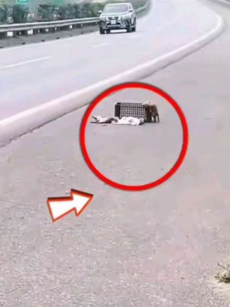 Against All Odds: Brave Woman Risks Everything to Save Dying Puppies Found on the Road