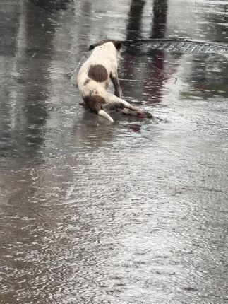 A Broken Dog Dragging Itself Along the Road Finds Hope in a Stranger’s Kindness