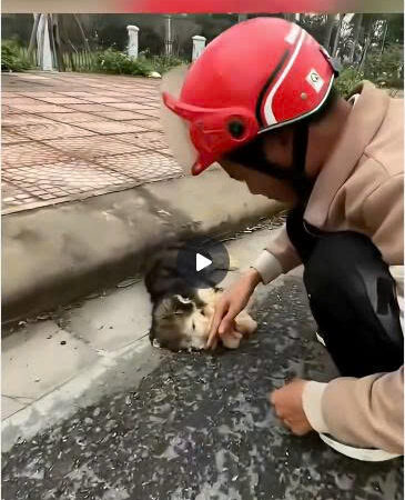 From the Brink of Despair: The Emotional Roadside Rescue of a Helpless Puppy That Touched Thousands