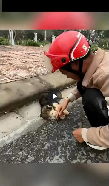 From the Brink of Despair: The Emotional Roadside Rescue of a Helpless Puppy That Touched Thousands
