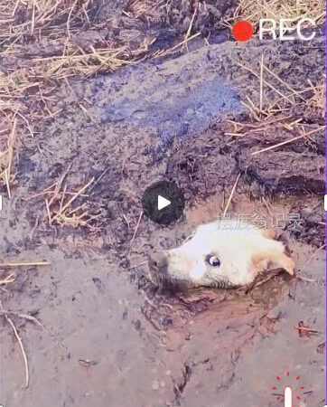 A Simple Act of Kindness Turns Into a Life-Saving Rescue for a Helpless Stray Dog