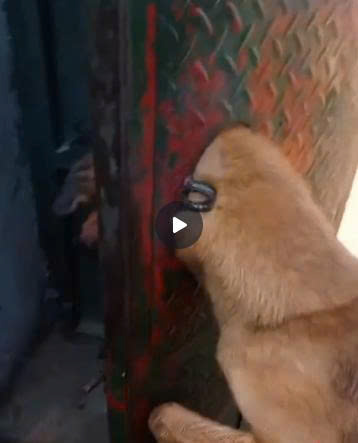 Trapped Between Bars: Dramatic Rescue Saves Dog With Head Stuck in Iron Gate