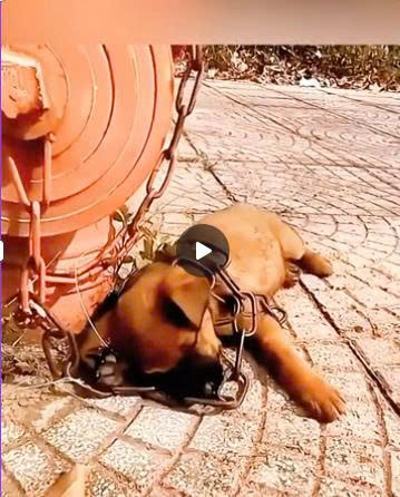Chained to the Roadside: A Heartbreaking Rescue That Gave a Forgotten Puppy a Second Chance at Life